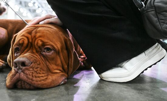 Выставка собак "Евразия 2025"