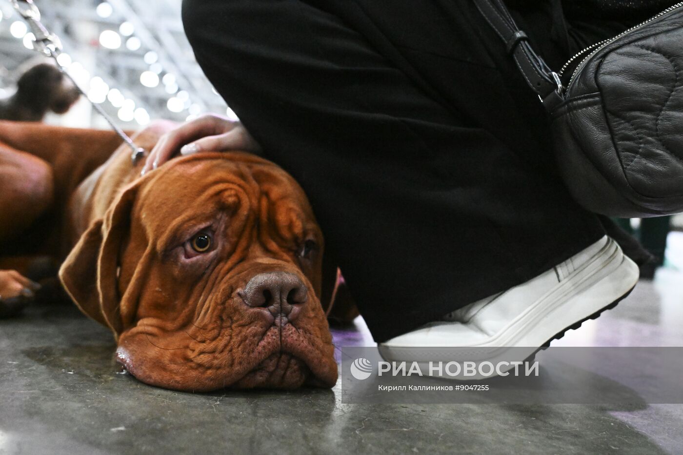 Выставка собак "Евразия 2025"