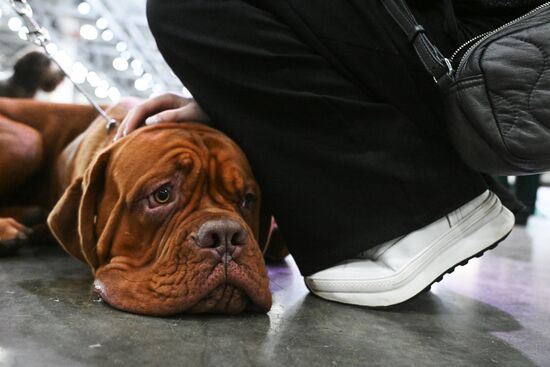 Выставка собак "Евразия 2025"