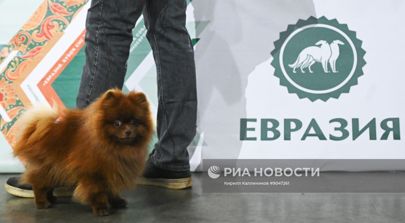 Выставка собак "Евразия 2025"