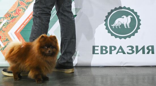 Выставка собак "Евразия 2025"