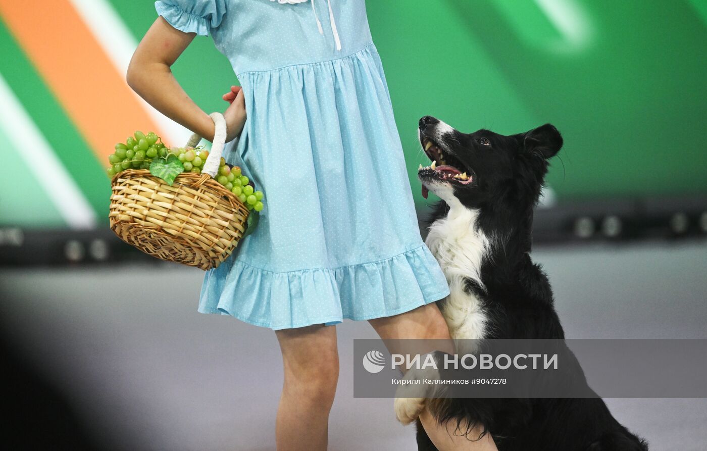 Выставка собак "Евразия 2025"