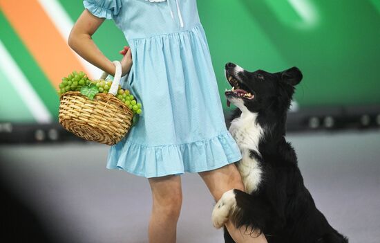 Выставка собак "Евразия 2025"