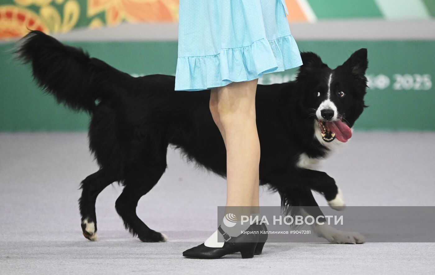 Выставка собак "Евразия 2025"