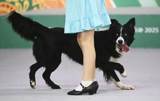 Выставка собак "Евразия 2025"