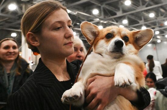 Выставка собак "Евразия 2025"