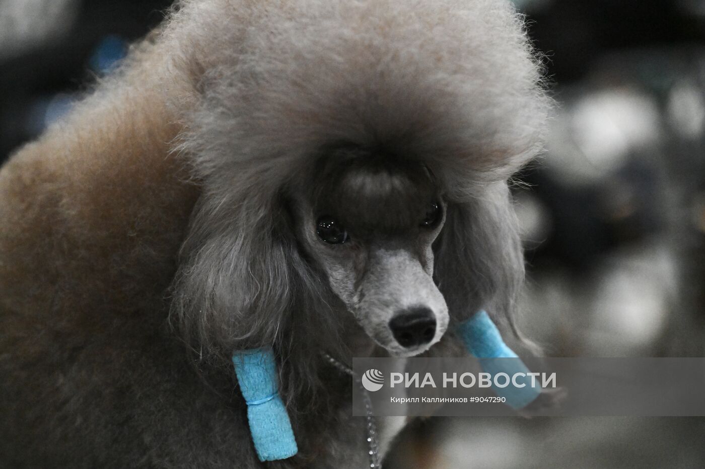 Выставка собак "Евразия 2025"