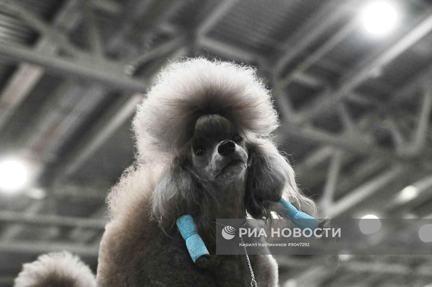 Выставка собак "Евразия 2025"