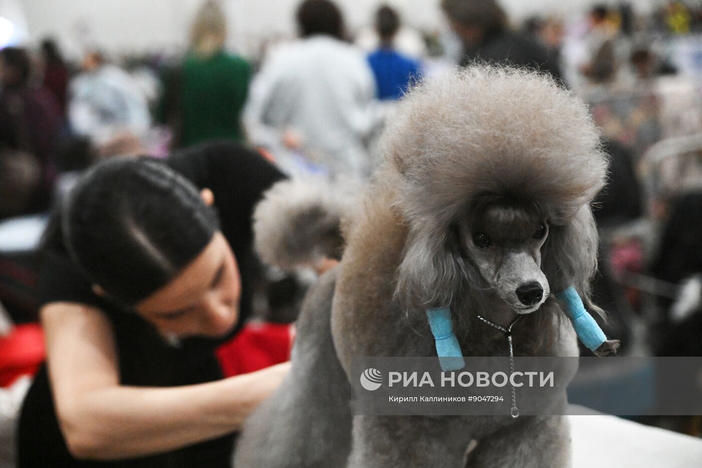 Выставка собак "Евразия 2025"