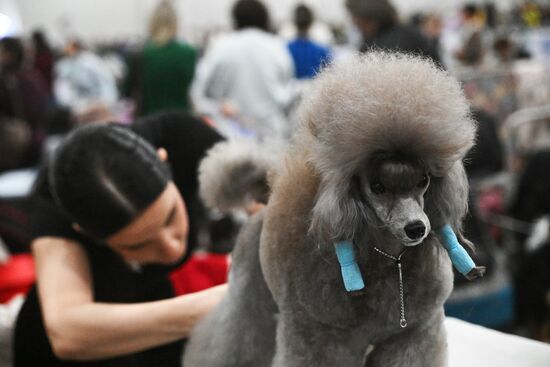 Выставка собак "Евразия 2025"