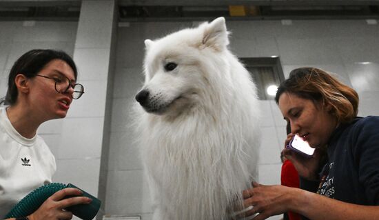 Выставка собак "Евразия 2025"