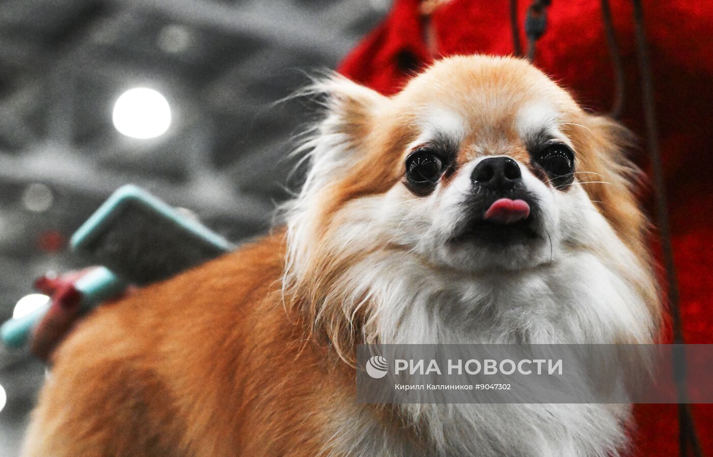 Выставка собак "Евразия 2025"