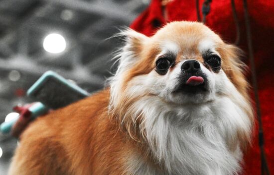 Выставка собак "Евразия 2025"