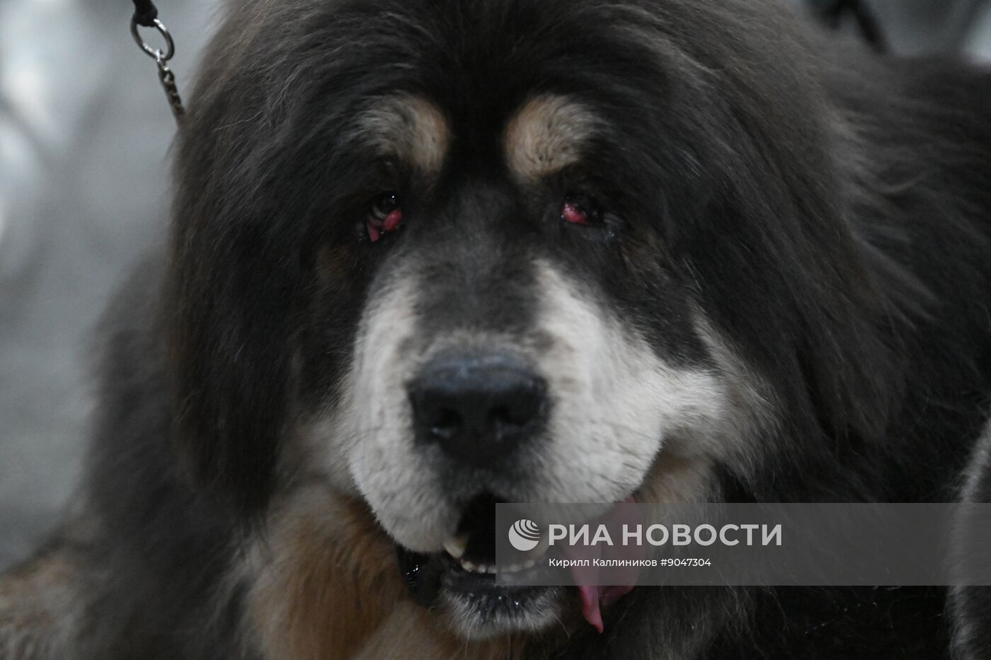 Выставка собак "Евразия 2025"