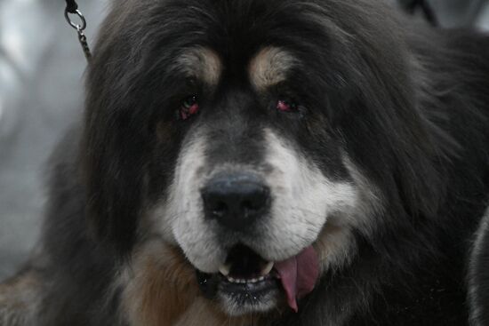 Выставка собак "Евразия 2025"