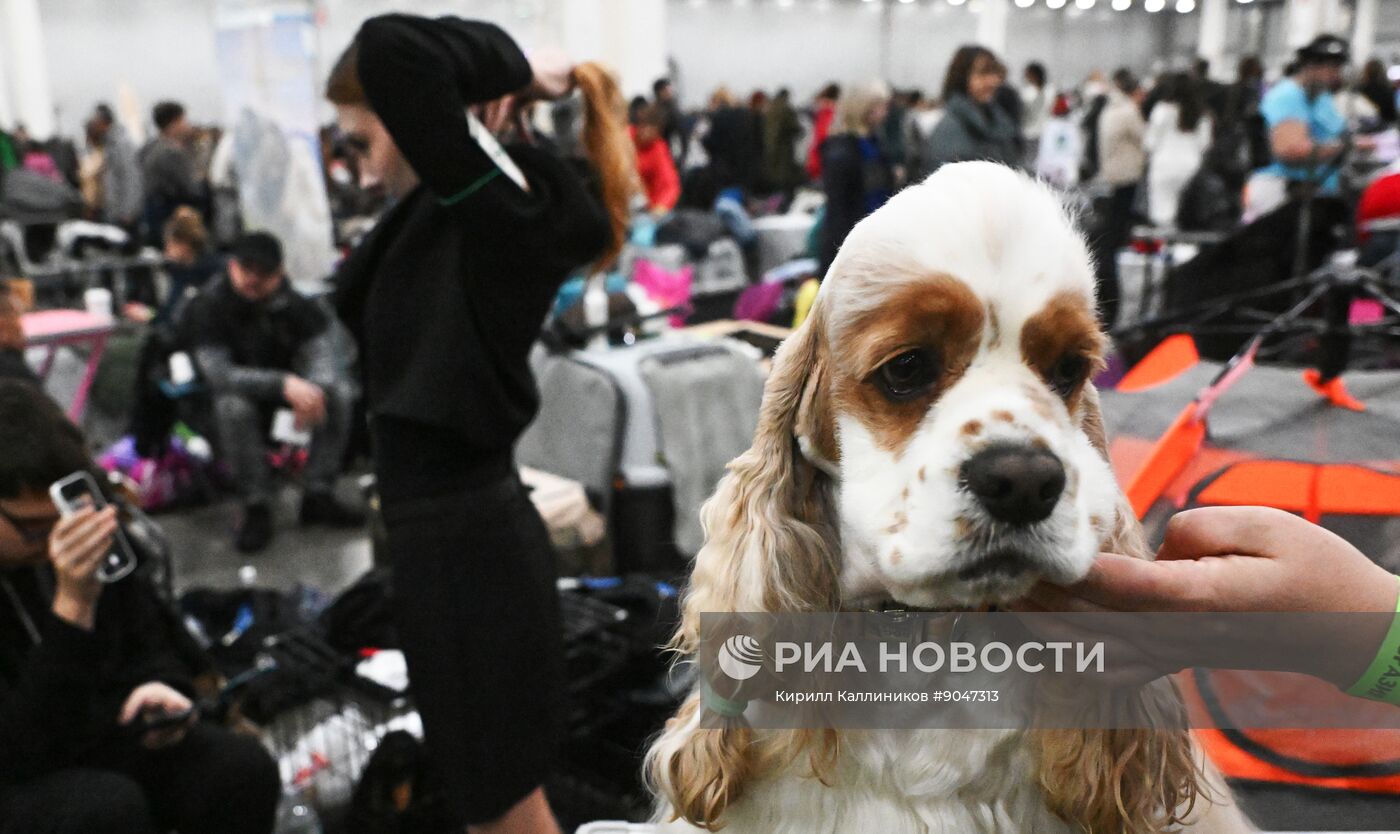 Выставка собак "Евразия 2025"