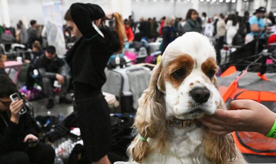 Выставка собак "Евразия 2025"