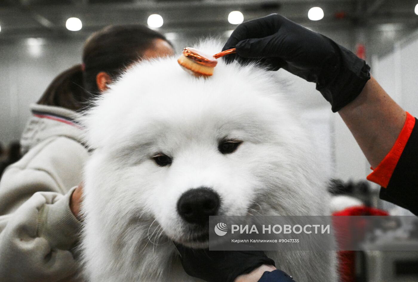 Выставка собак "Евразия 2025"