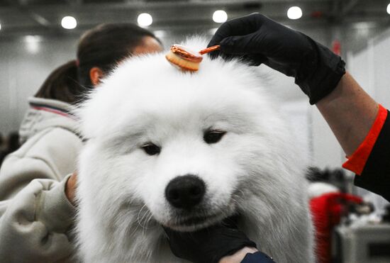 Выставка собак "Евразия 2025"