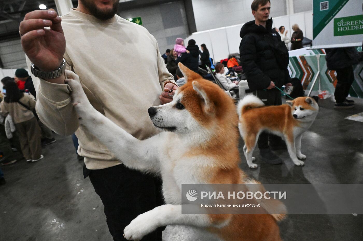 Выставка собак "Евразия 2025"