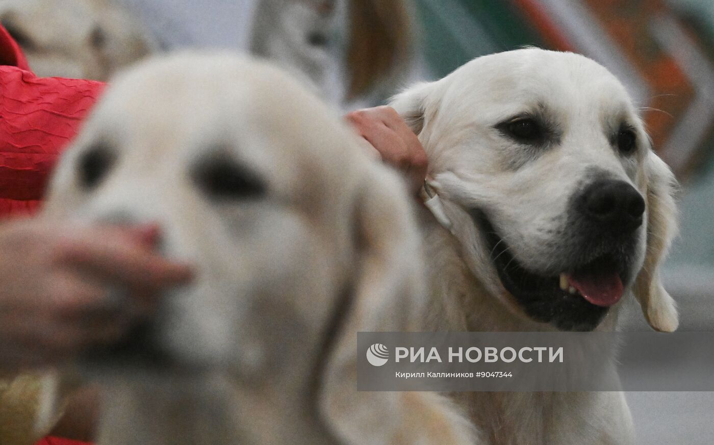 Выставка собак "Евразия 2025"