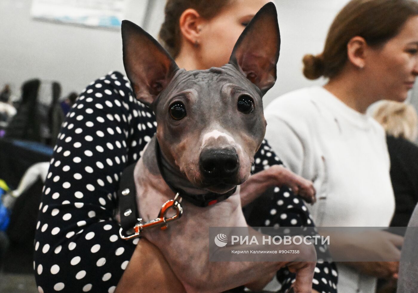 Выставка собак "Евразия 2025"