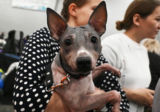 Выставка собак "Евразия 2025"