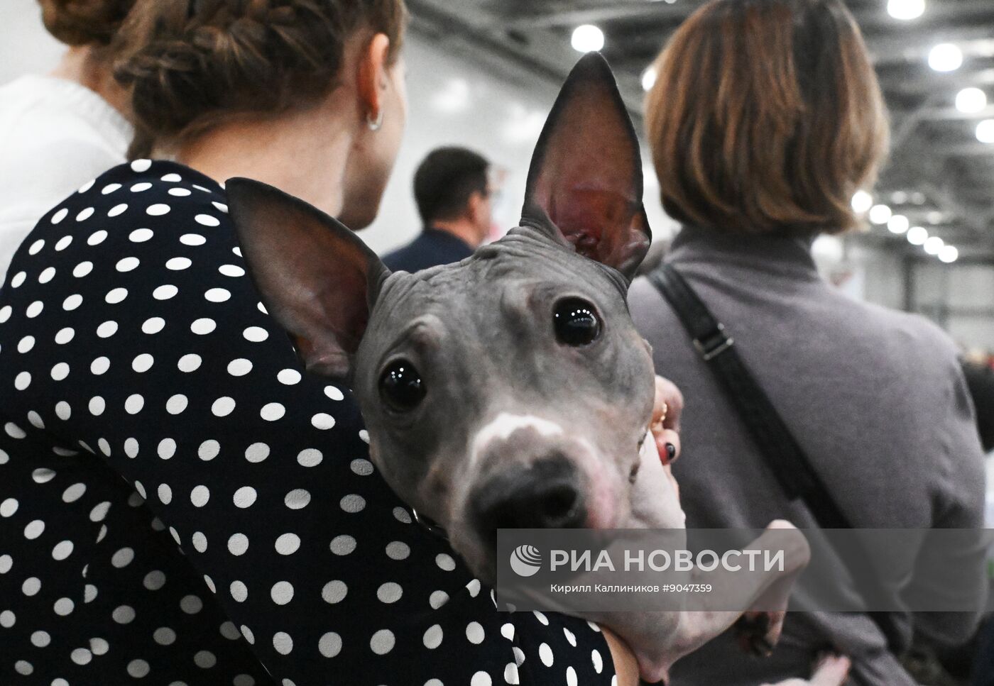 Выставка собак "Евразия 2025"