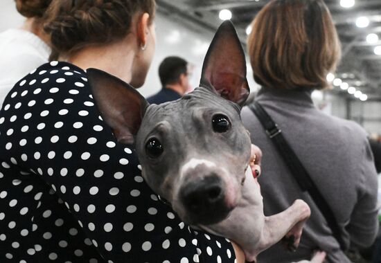 Выставка собак "Евразия 2025"