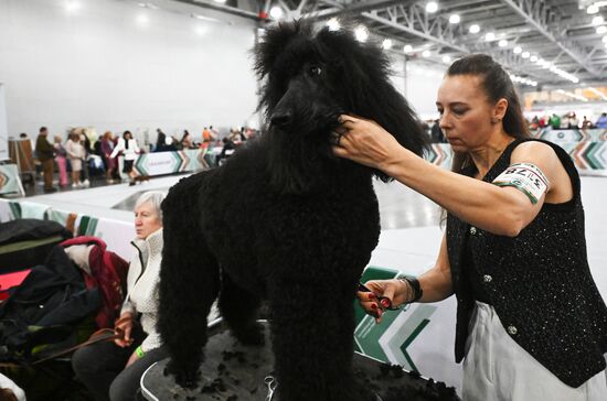 Выставка собак "Евразия 2025"
