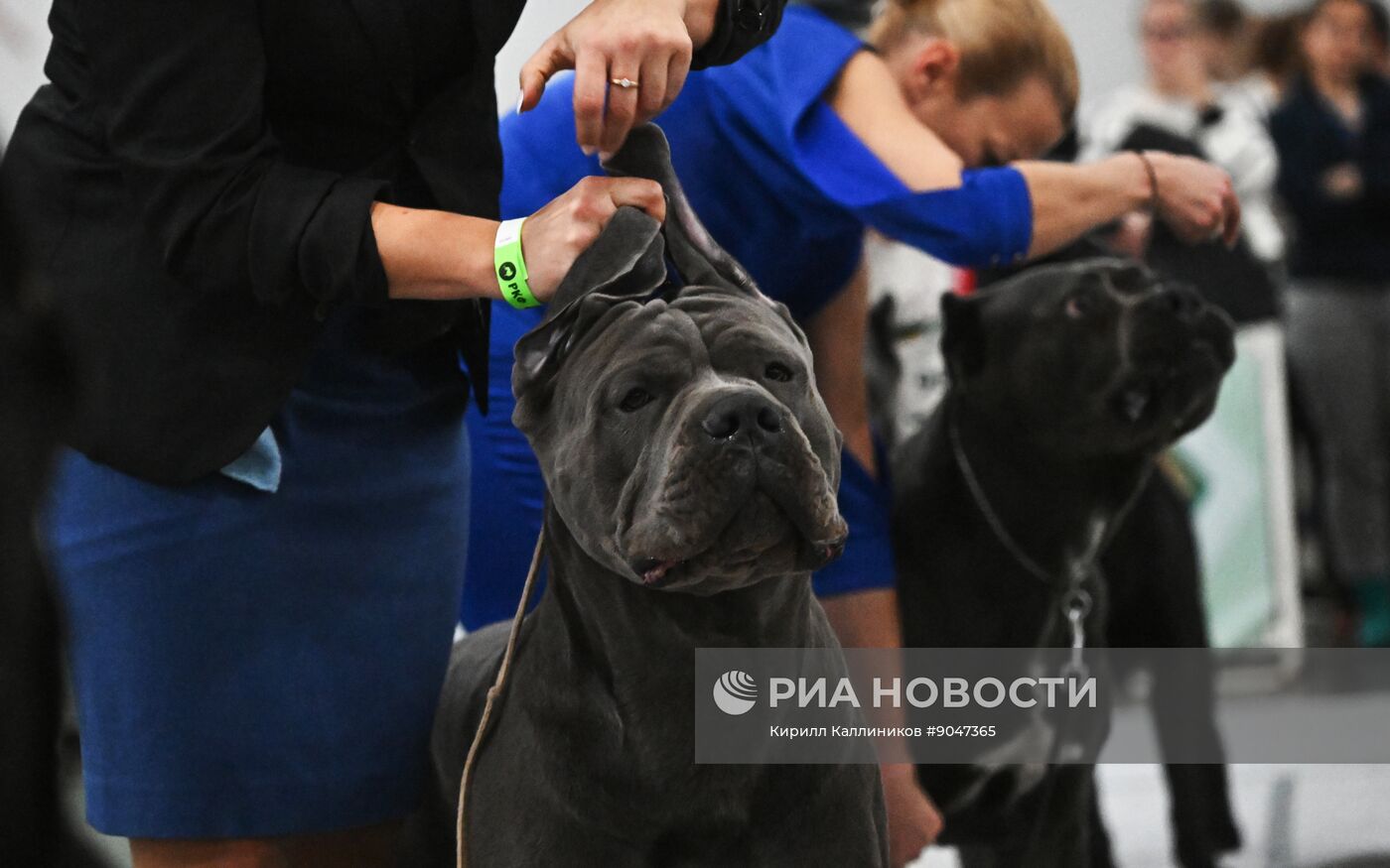 Выставка собак "Евразия 2025"
