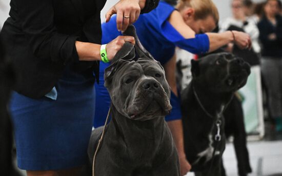 Выставка собак "Евразия 2025"