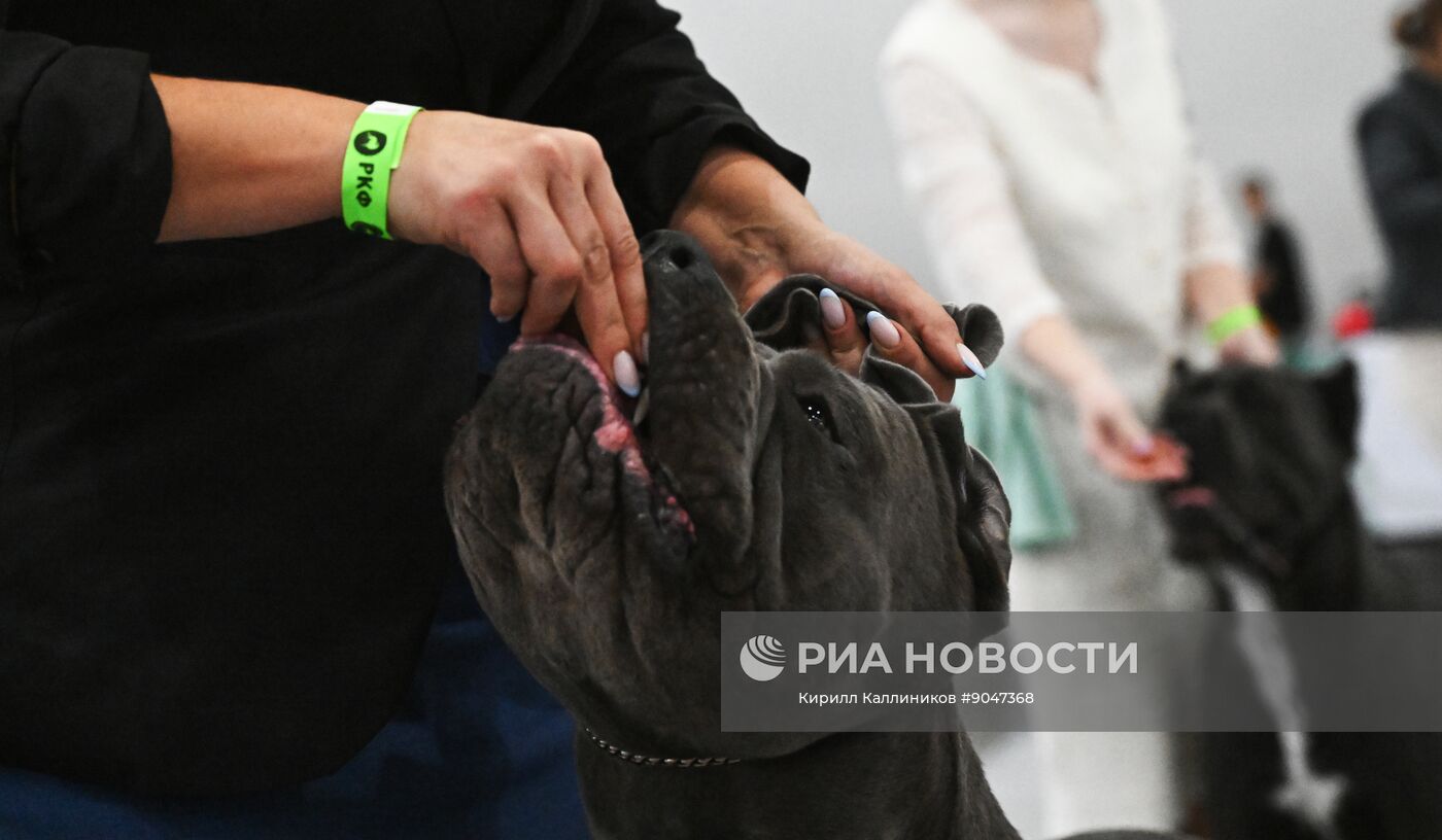 Выставка собак "Евразия 2025"