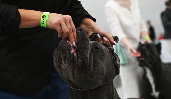 Выставка собак "Евразия 2025"