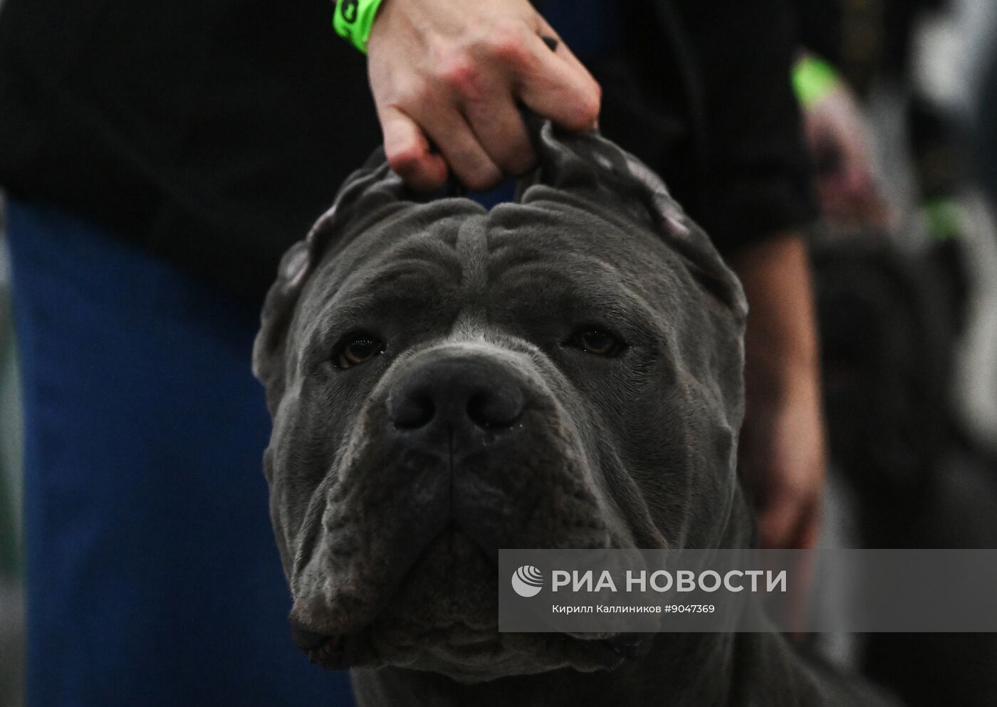 Выставка собак "Евразия 2025"