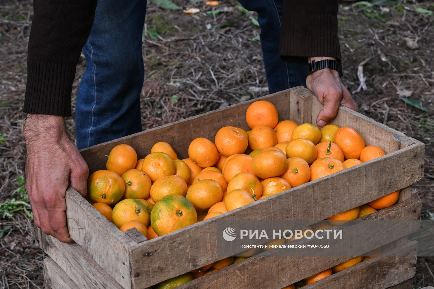 Сбор урожая мандаринов в Абхазии