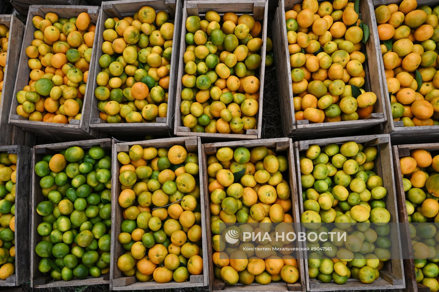 Сбор урожая мандаринов в Абхазии