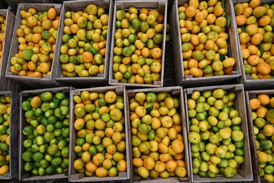 Сбор урожая мандаринов в Абхазии