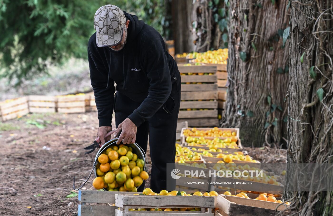 Сбор урожая мандаринов в Абхазии