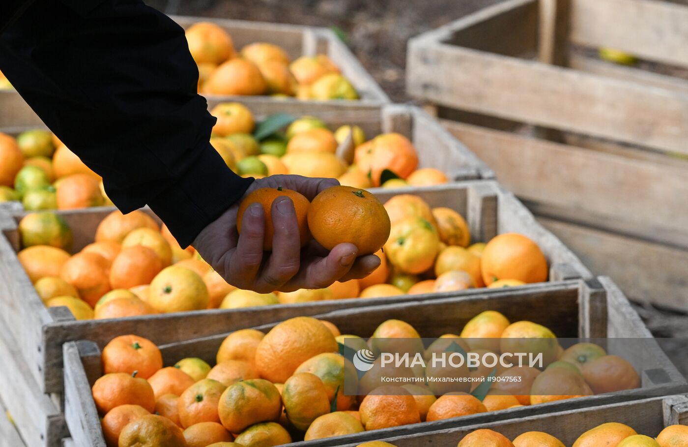 Сбор урожая мандаринов в Абхазии