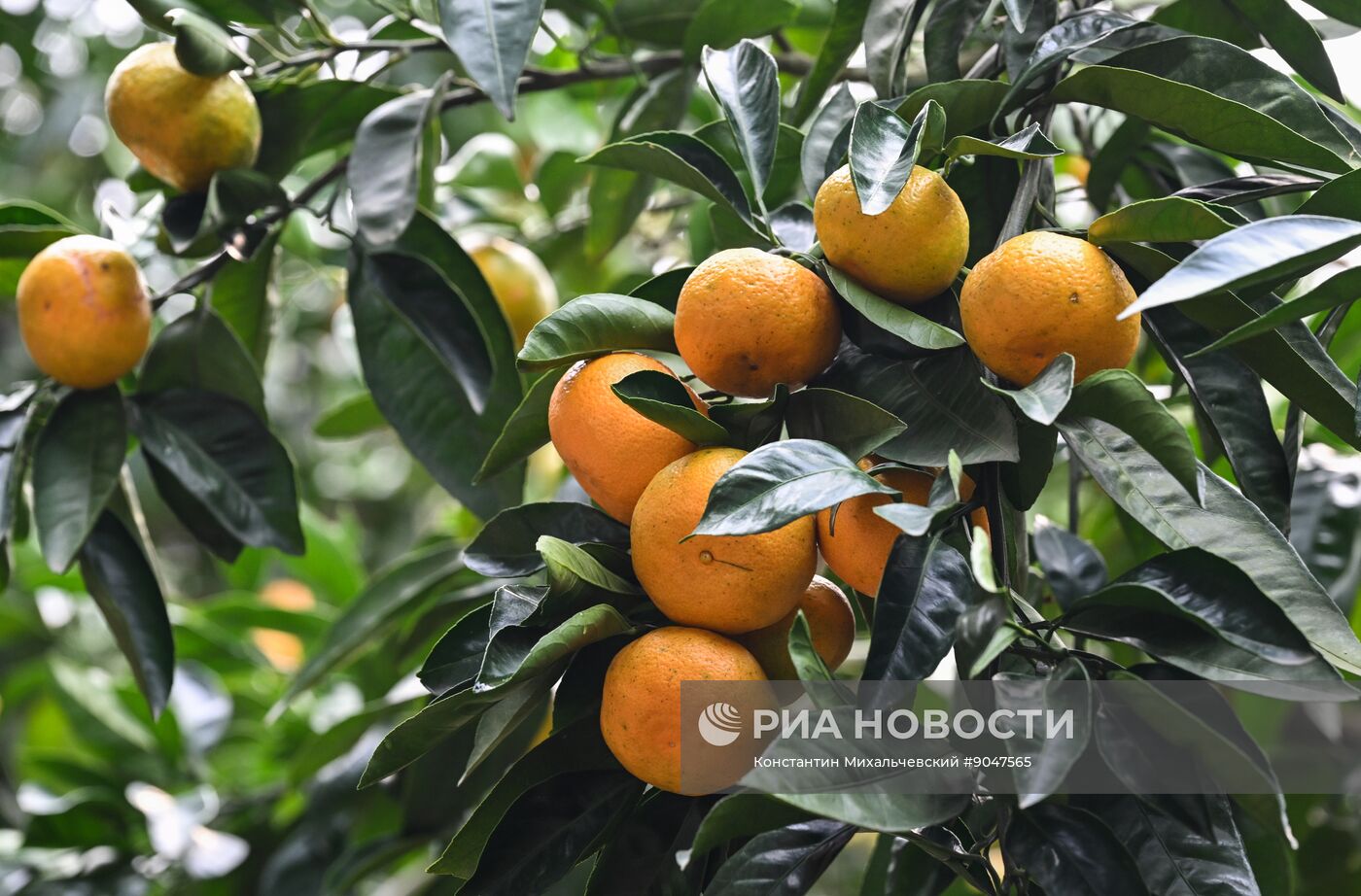 Сбор урожая мандаринов в Абхазии