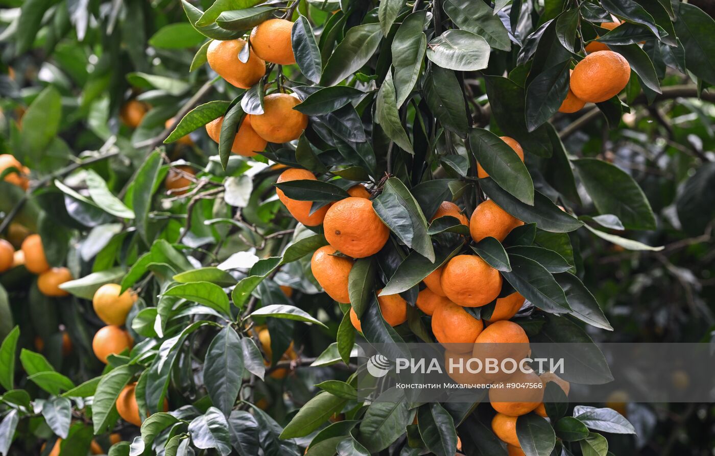 Сбор урожая мандаринов в Абхазии