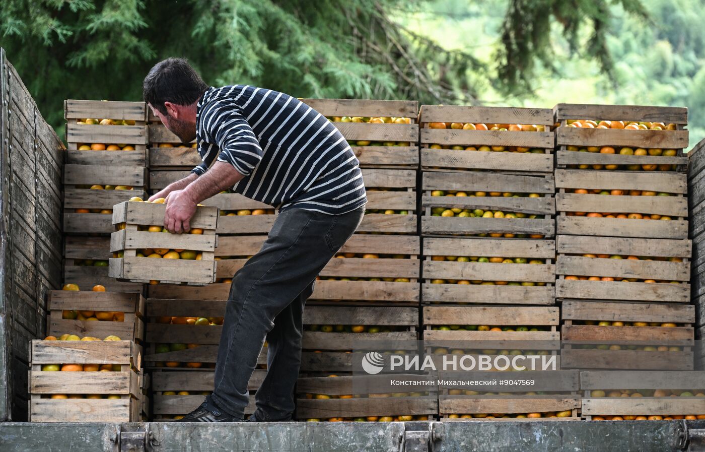 Сбор урожая мандаринов в Абхазии