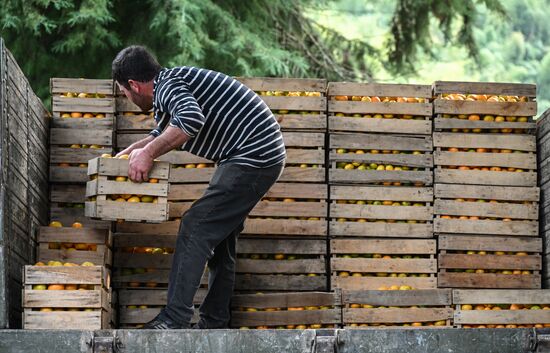 Сбор урожая мандаринов в Абхазии