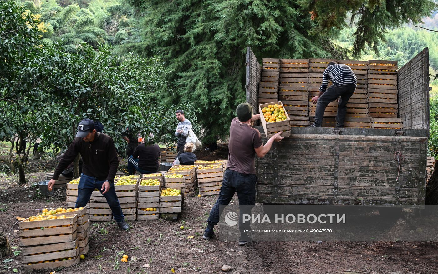 Сбор урожая мандаринов в Абхазии