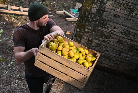 Сбор урожая мандаринов в Абхазии