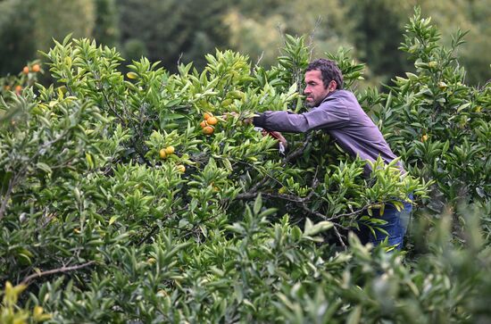 Сбор урожая мандаринов в Абхазии