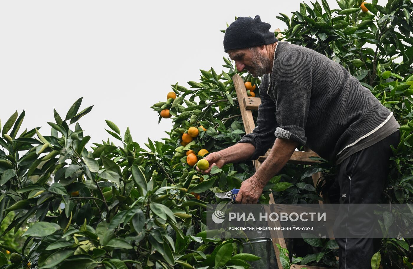 Сбор урожая мандаринов в Абхазии