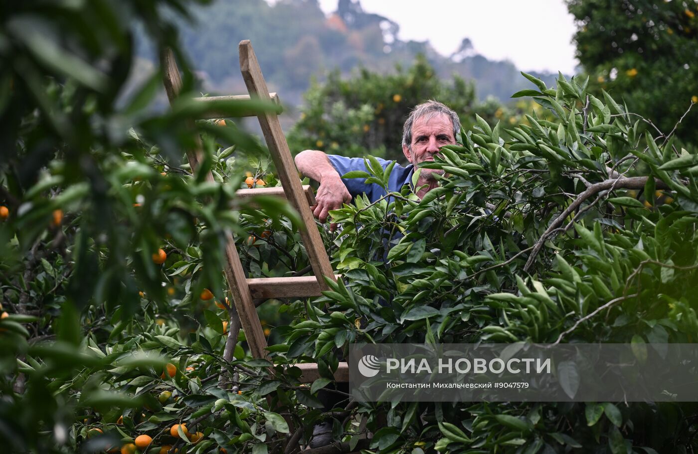 Сбор урожая мандаринов в Абхазии
