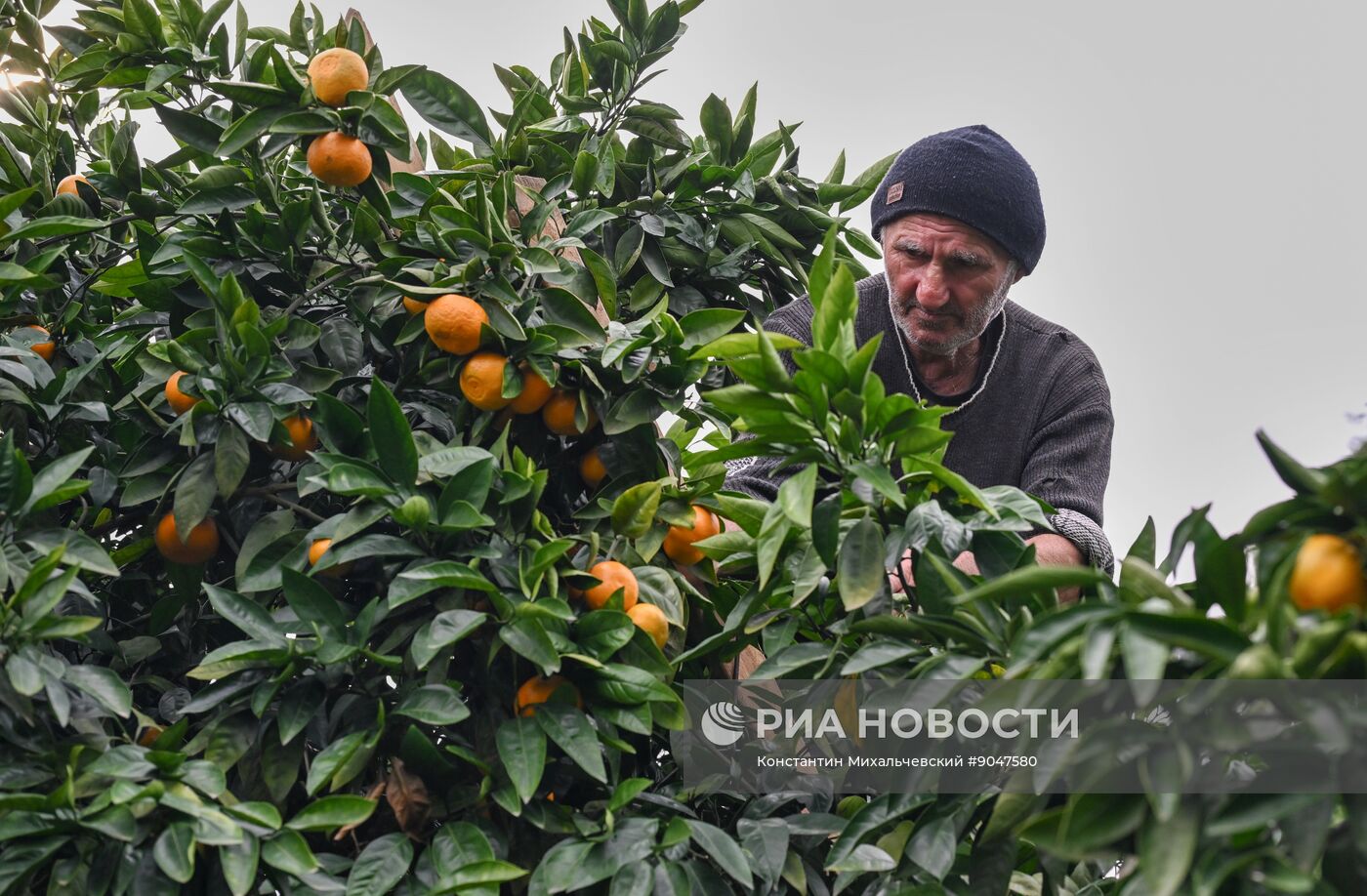 Сбор урожая мандаринов в Абхазии